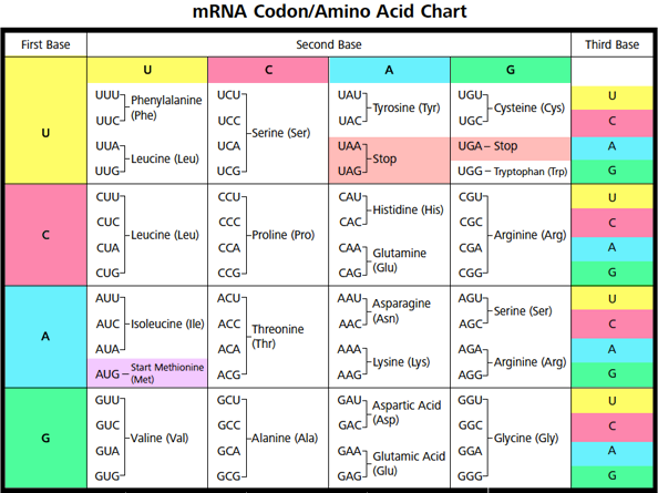 amino acid sequence chart
